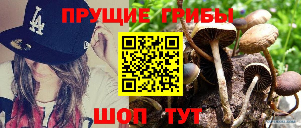 как найти закладки  Галлюциногенные грибы прущие грибы  Вход с VPN  Псилоцибиновые грибы ЛСД  Усть-Илимск 